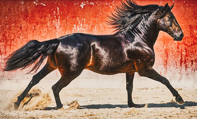 horse