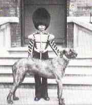 Irish Wolf Hound