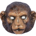 rhesus macaque monkey
