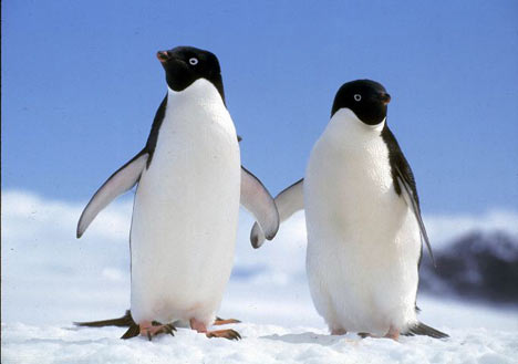Adelie Penguins
