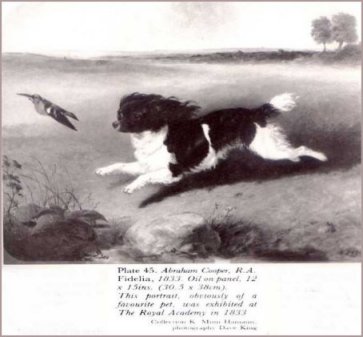 King Charles Spaniel