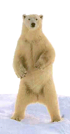 bear